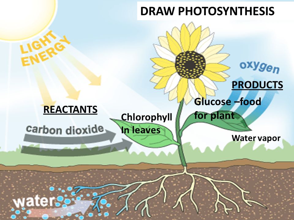 Photosynthesis Drawing at GetDrawings | Free download