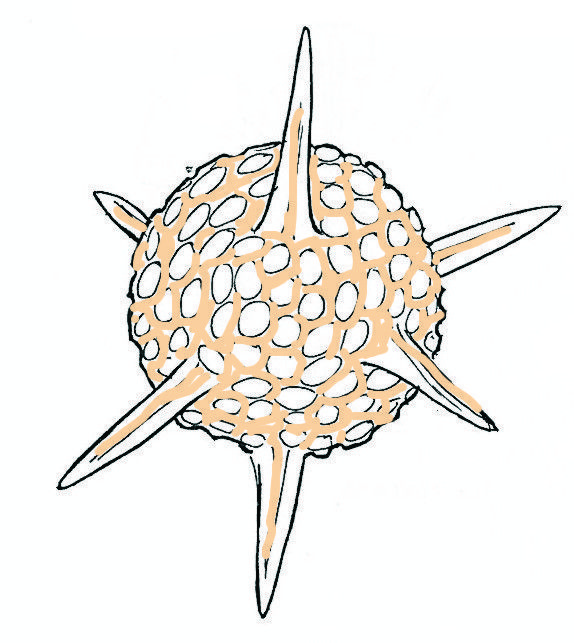 Phytoplankton Drawing at GetDrawings Free download