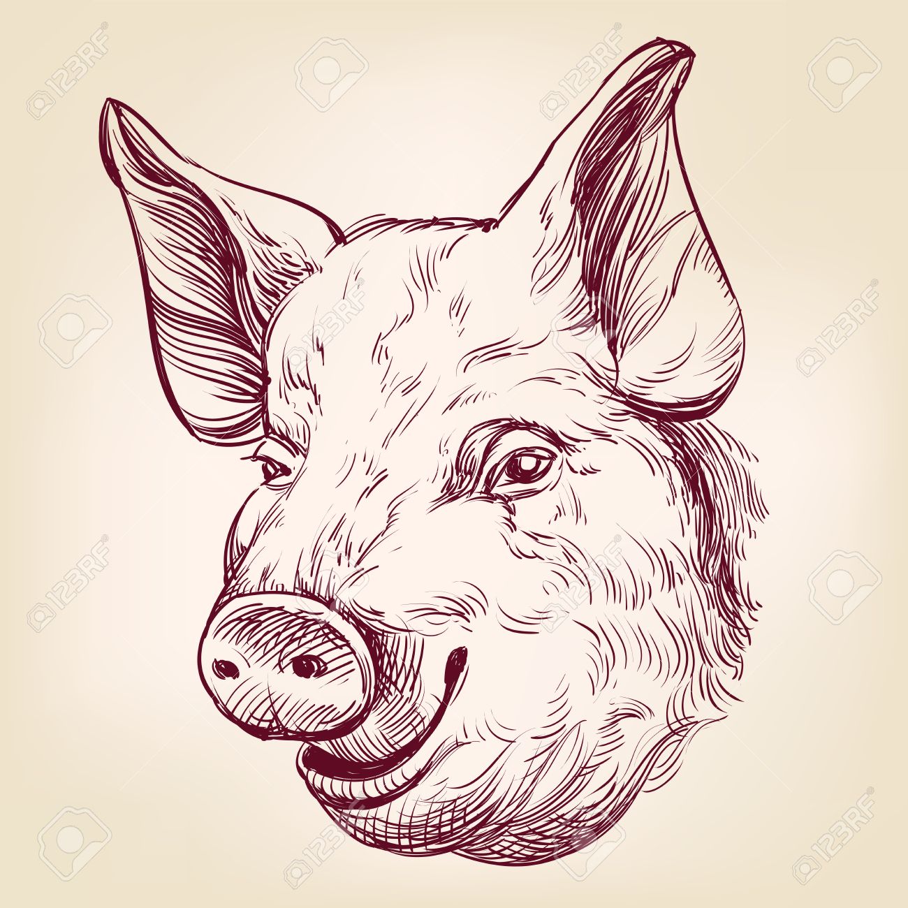 Pig Head Drawing at GetDrawings Free download