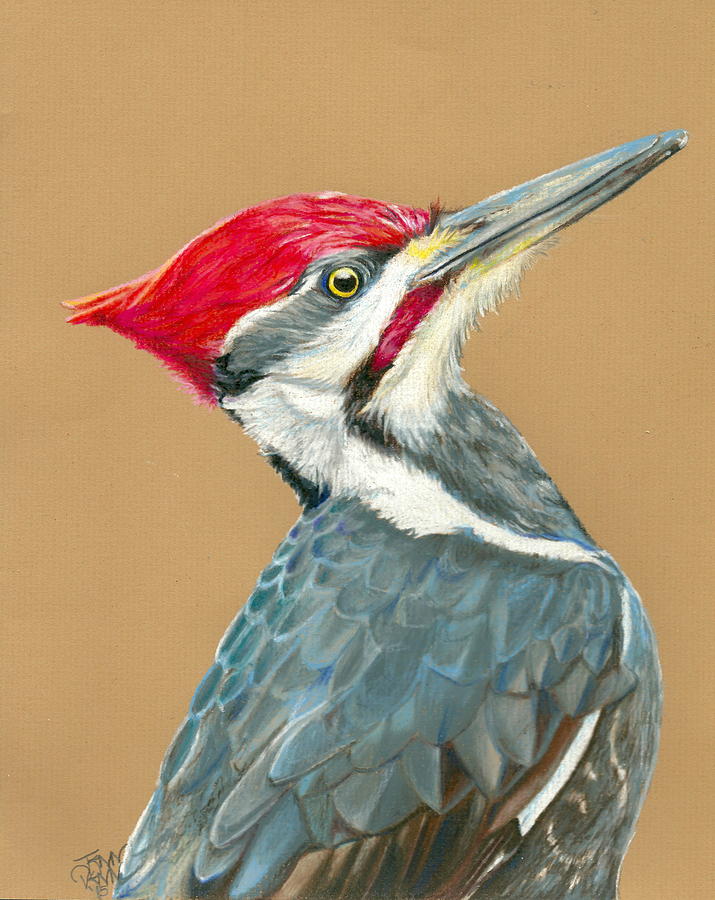 Pileated Woodpecker Drawing at GetDrawings | Free download