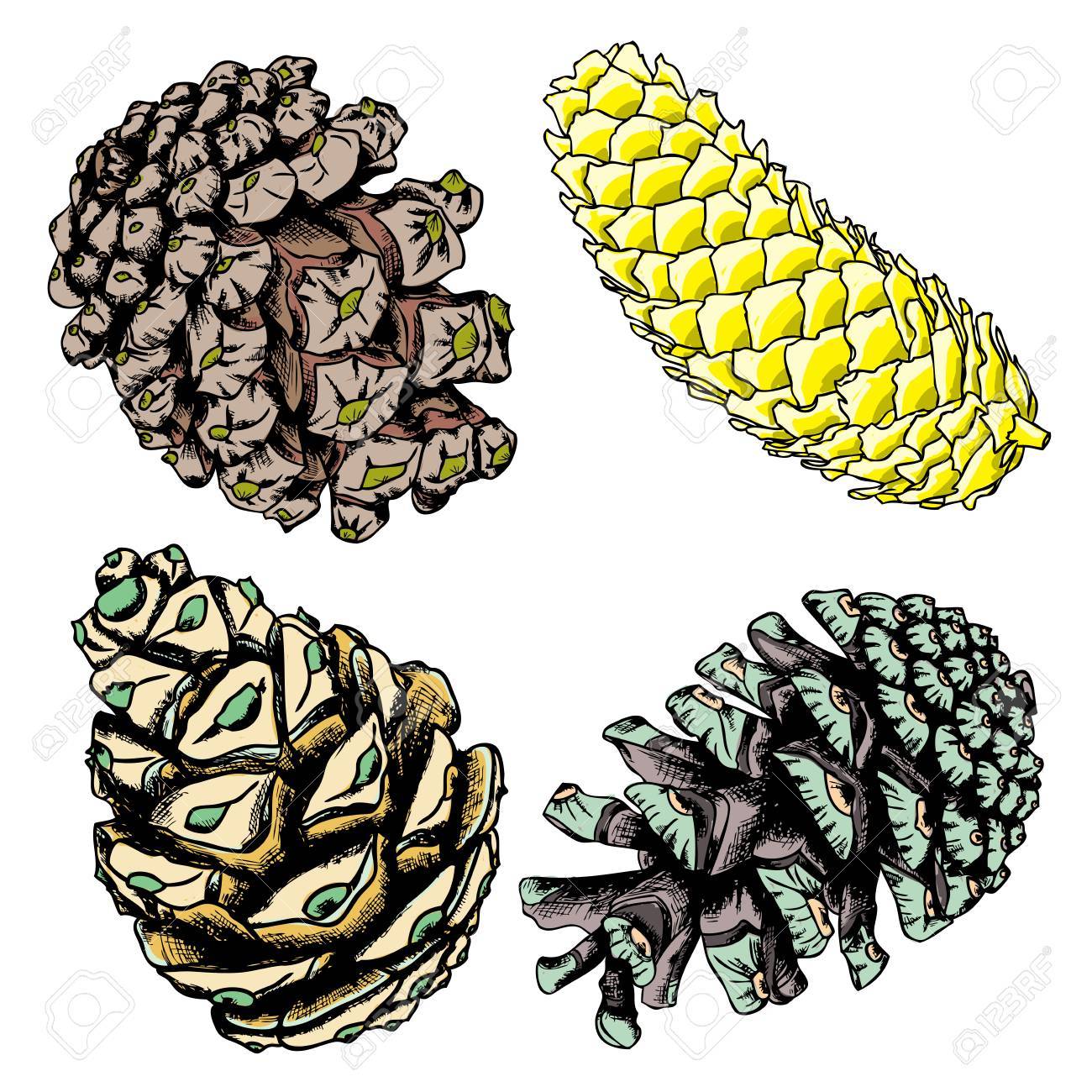 Pine Cones Drawing at GetDrawings Free download