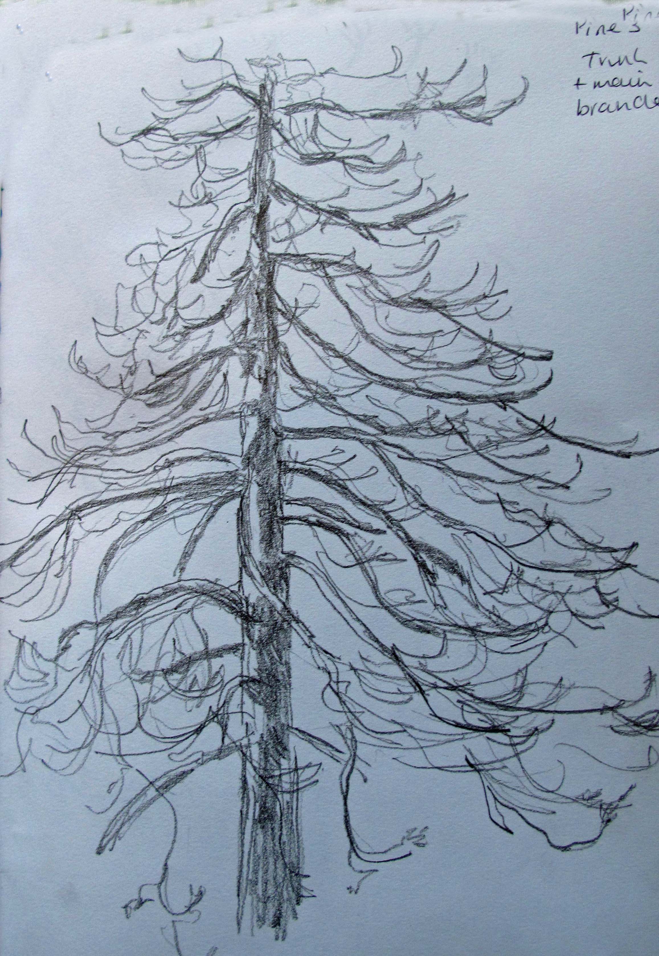 Pine Tree Pencil Drawing at GetDrawings Free download