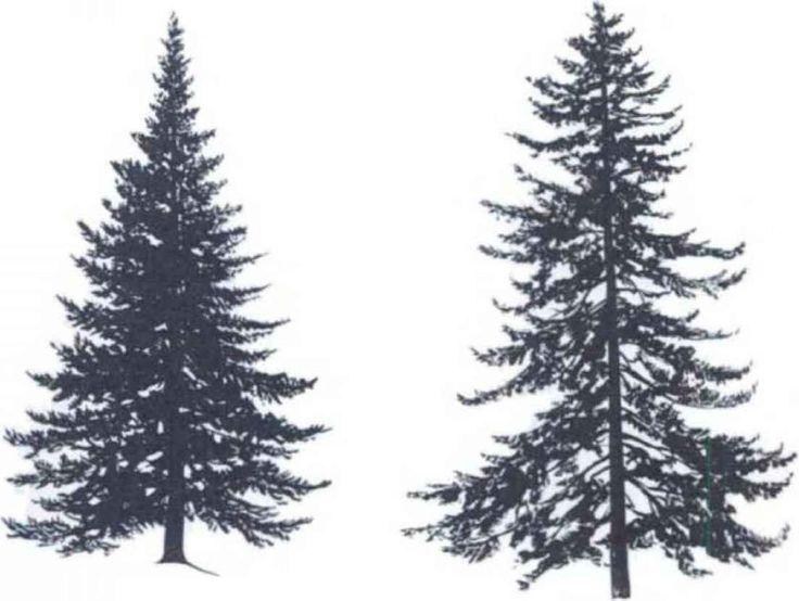 Pine Trees In Pencil Drawing at GetDrawings Free download