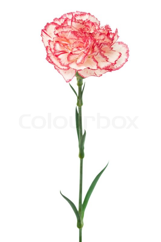 Pink Carnation Drawing at GetDrawings | Free download