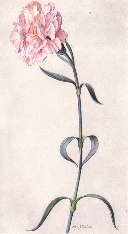 Pink Carnation Drawing at GetDrawings | Free download