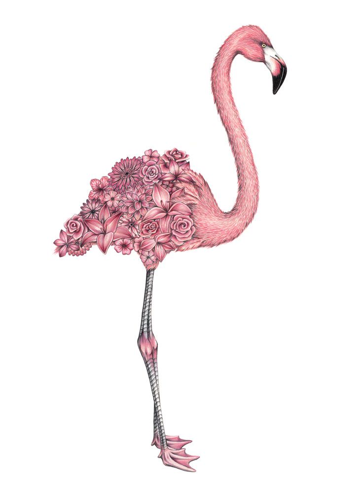 sketch flamingo