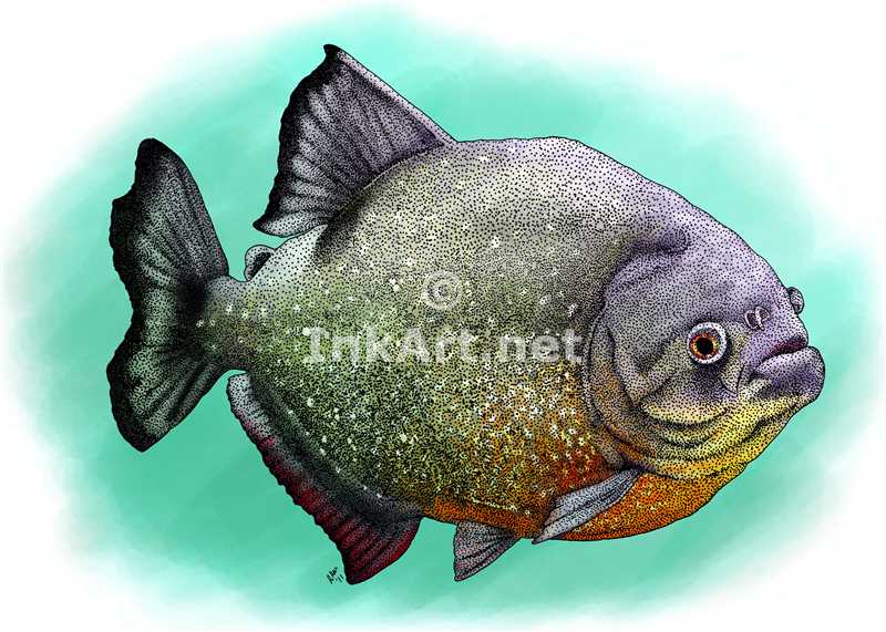 Piranha Drawing at GetDrawings | Free download