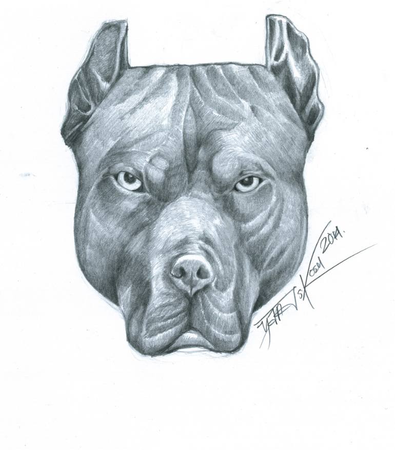 Pit Bull Drawing at GetDrawings | Free download