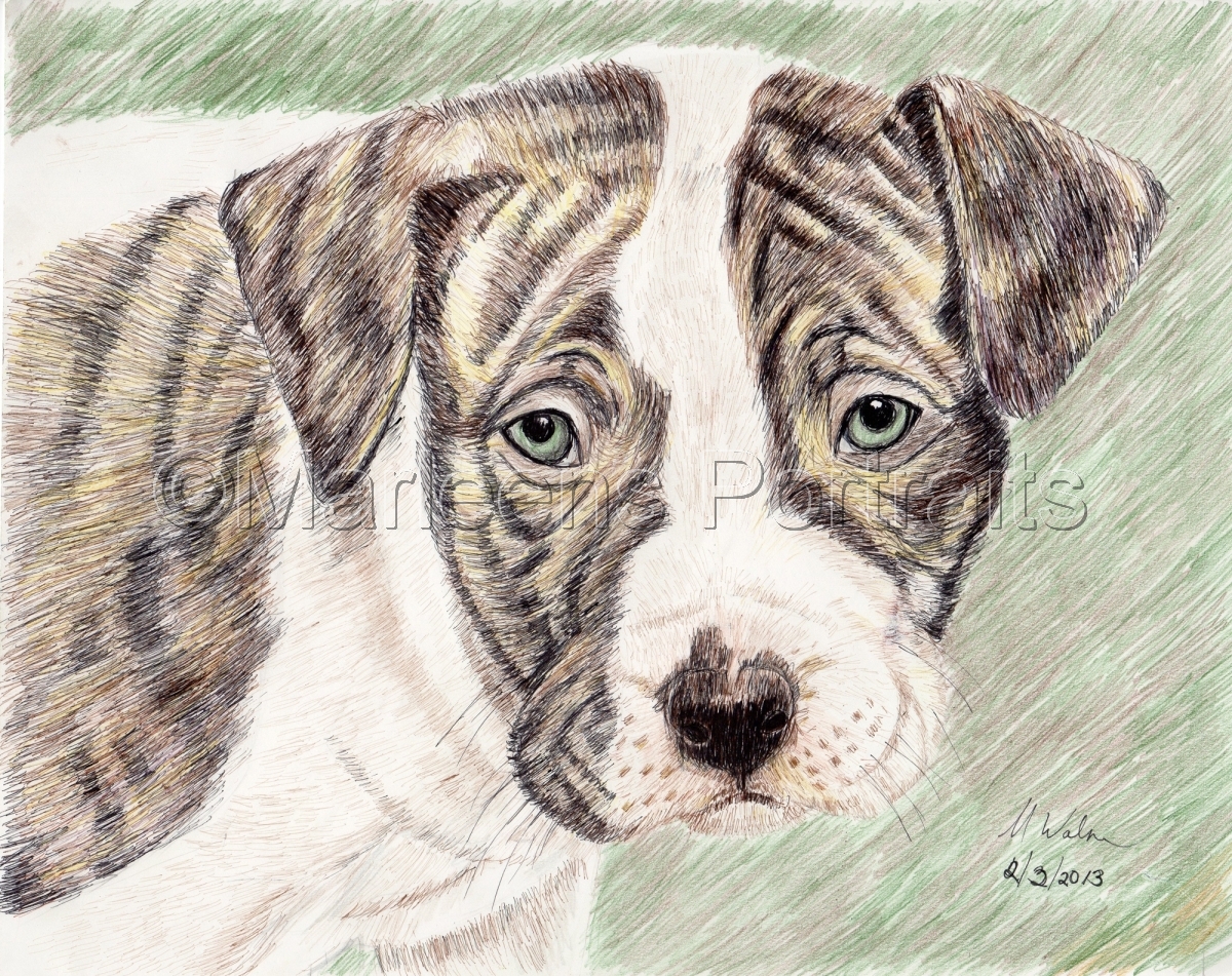 Pitbull Puppy Drawing at GetDrawings Free download