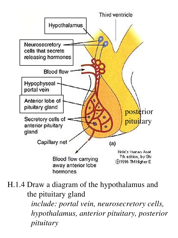 Pituitary Gland Drawing at GetDrawings | Free download