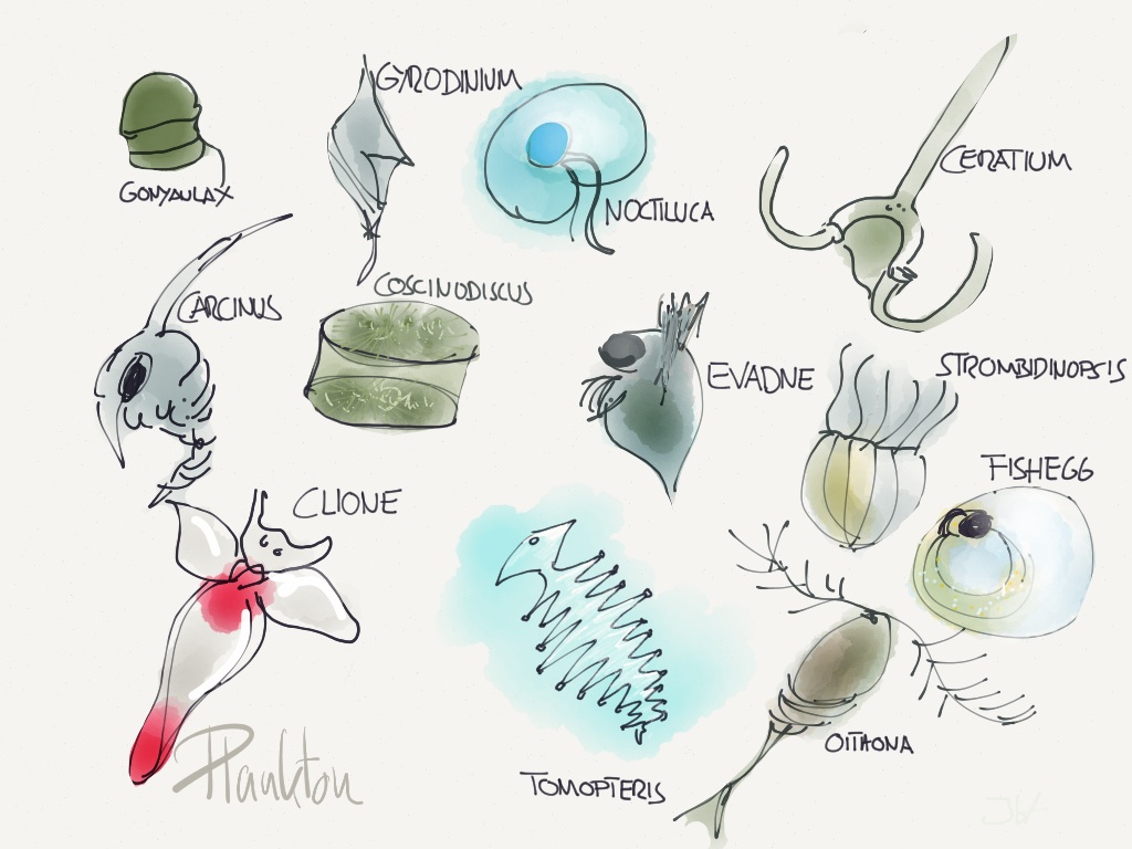 Plankton Drawing at GetDrawings Free download