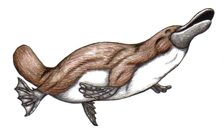 Platypus Drawing at GetDrawings Free download