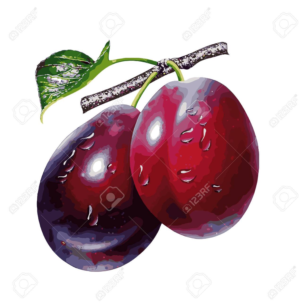 Plum Drawing at GetDrawings Free download