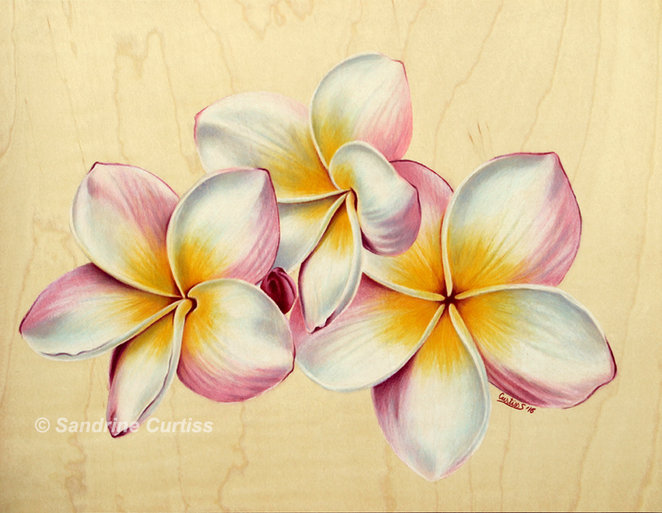 Plumeria Drawing at GetDrawings Free download