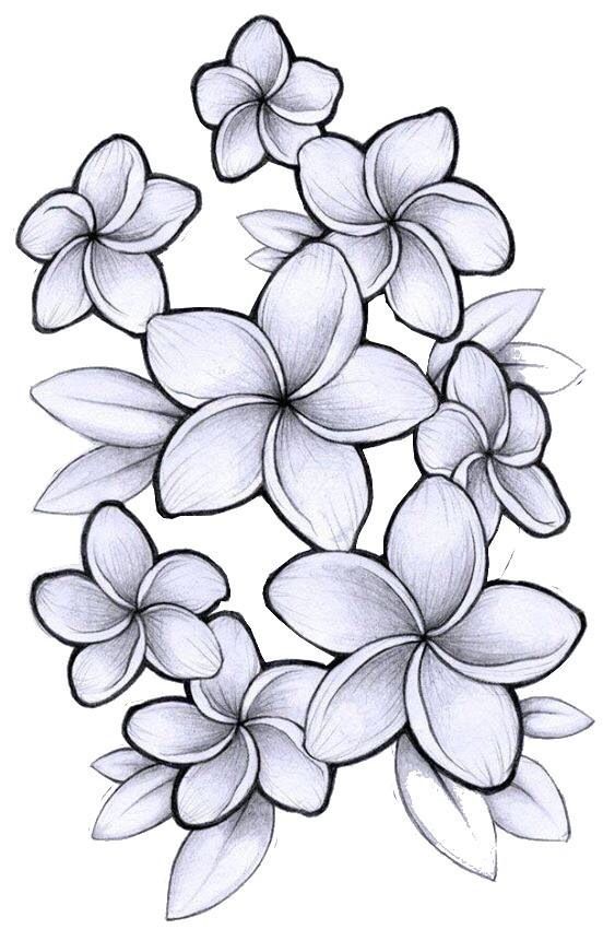 Plumeria Drawing at GetDrawings Free download