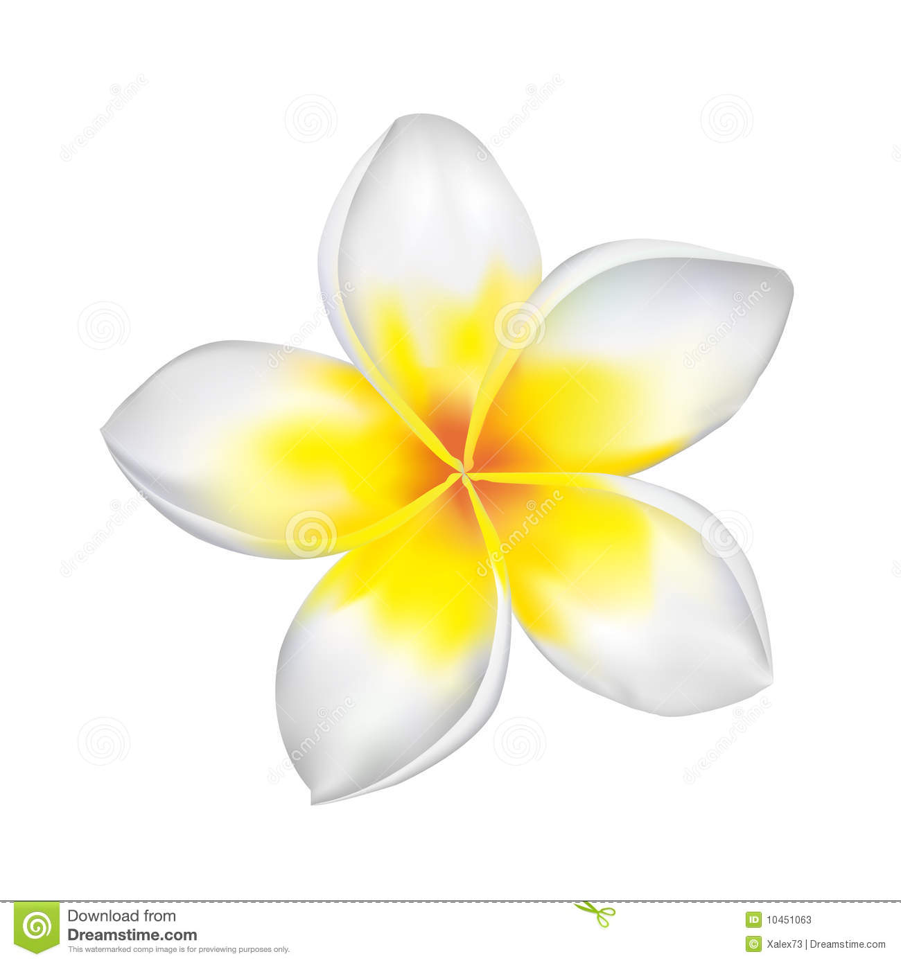 The best free Frangipani drawing images. Download from 47 free drawings