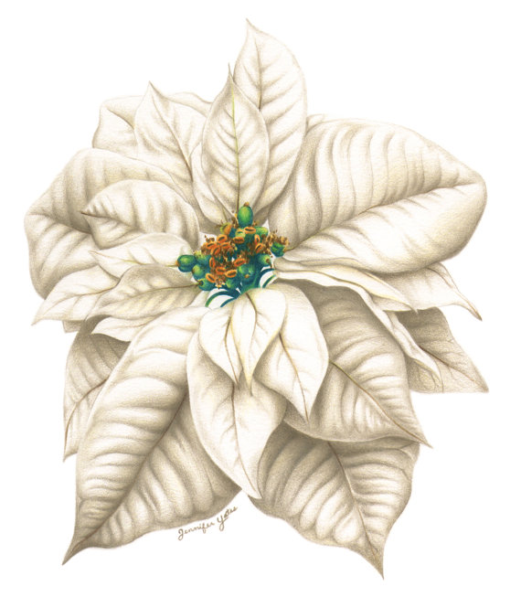 Poinsettia Drawing at GetDrawings Free download