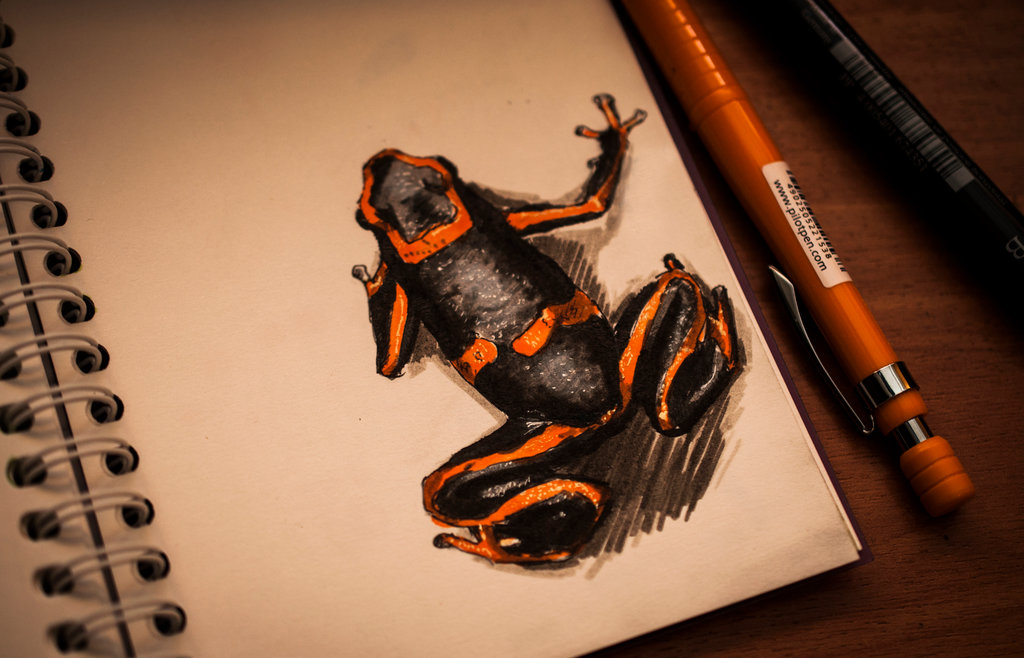  How To Draw A Poison Dart Frog in the world Learn more here 