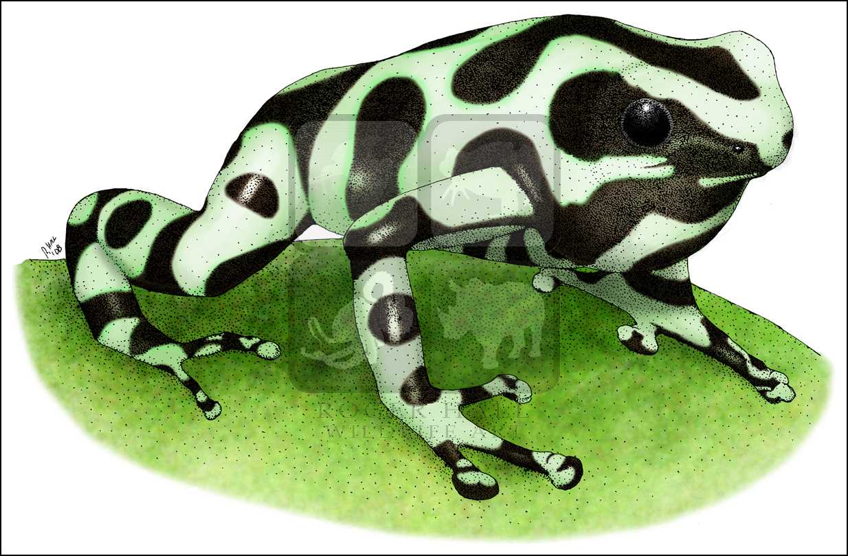 Poison Dart Frog Drawing at GetDrawings | Free download