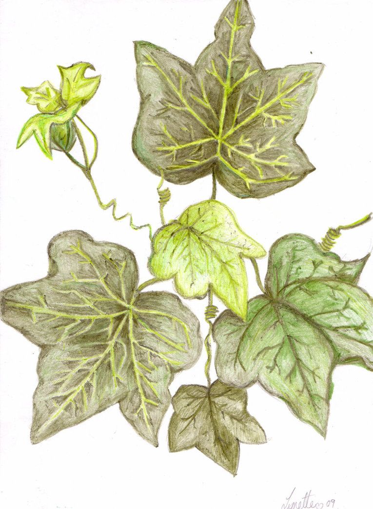 Poison Ivy Plant Drawing at GetDrawings Free download
