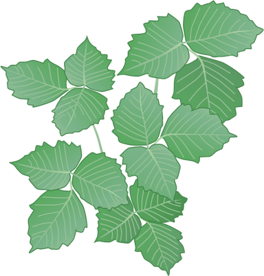 Poison Ivy Plant Drawing at GetDrawings | Free download