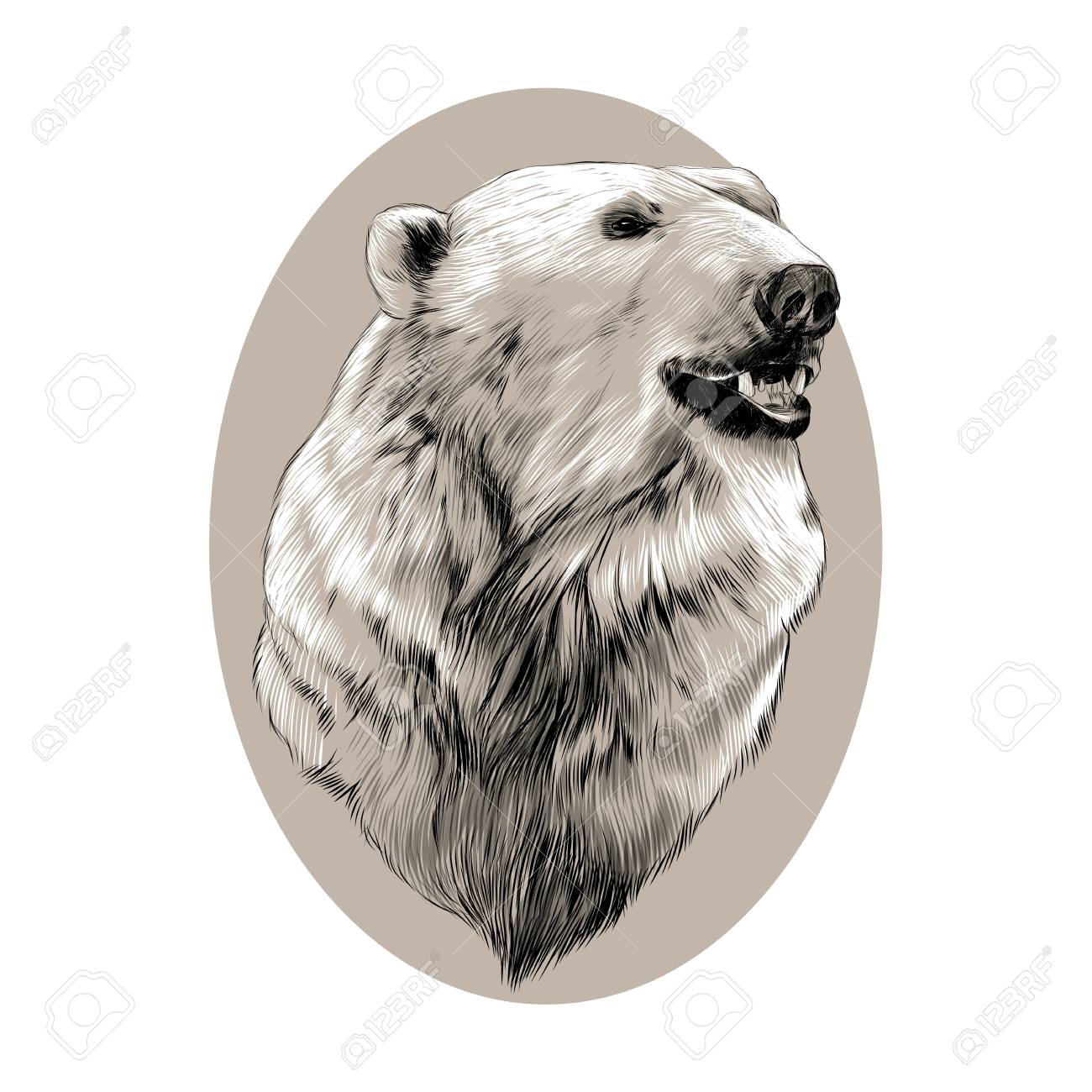 Polar Bear Head Drawing at GetDrawings Free download