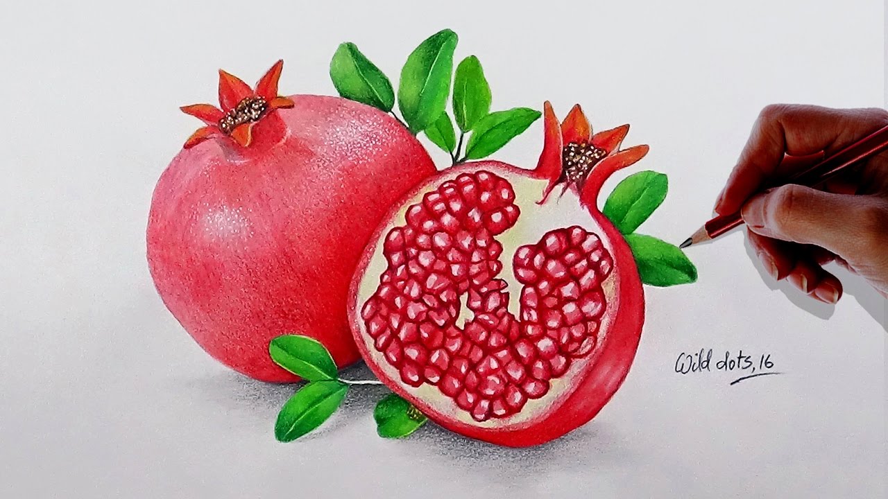 Pomegranate Drawing at GetDrawings Free download