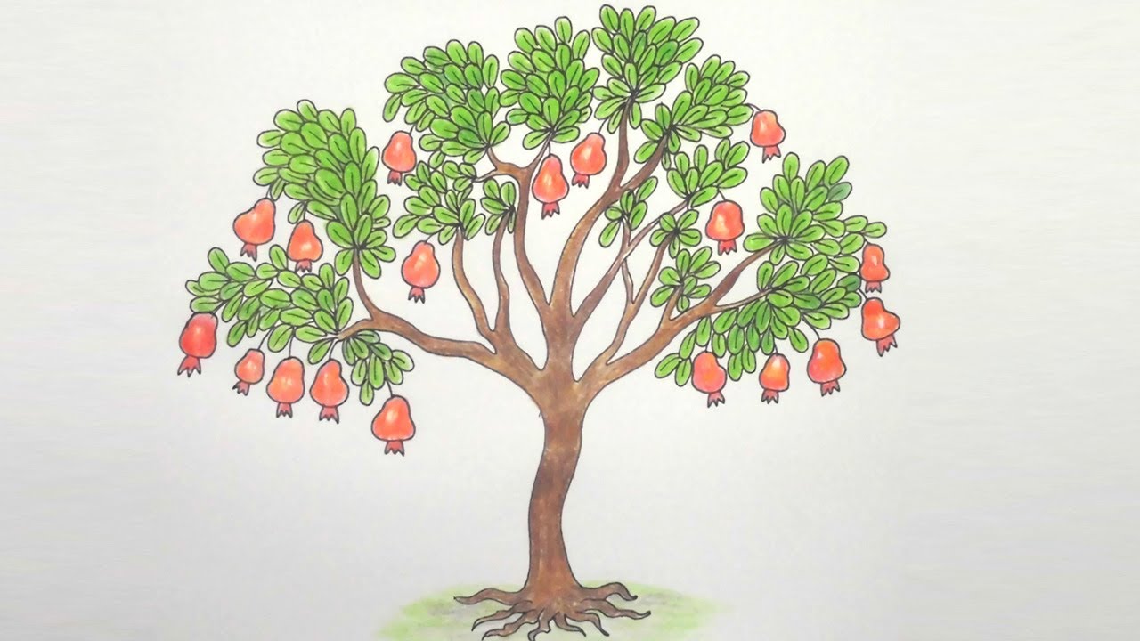 1280x720 How To Draw Pomegranate Tree Step By Step Very Easy.