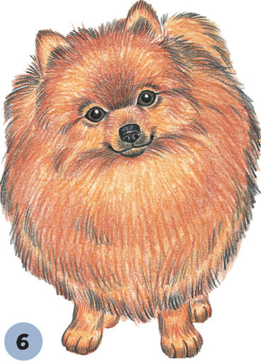 Pomeranian Drawing at GetDrawings | Free download