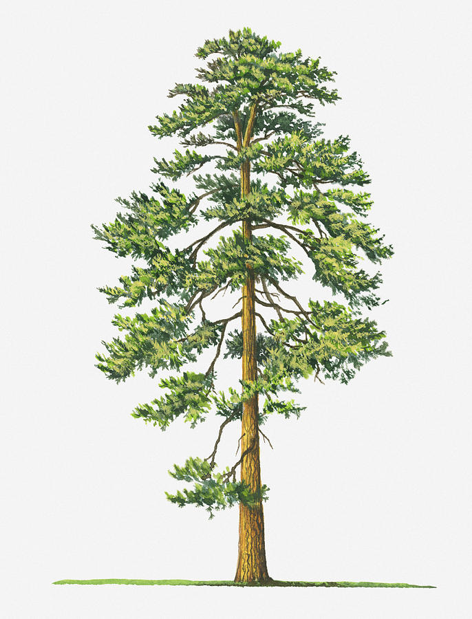Ponderosa Pine Drawing at GetDrawings Free download