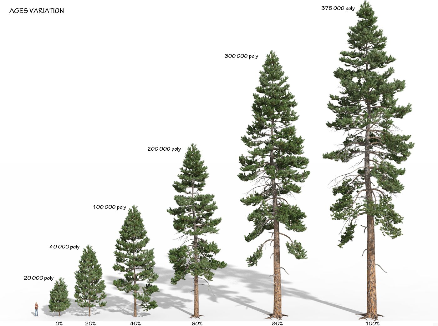 Ponderosa Pine Drawing at GetDrawings Free download