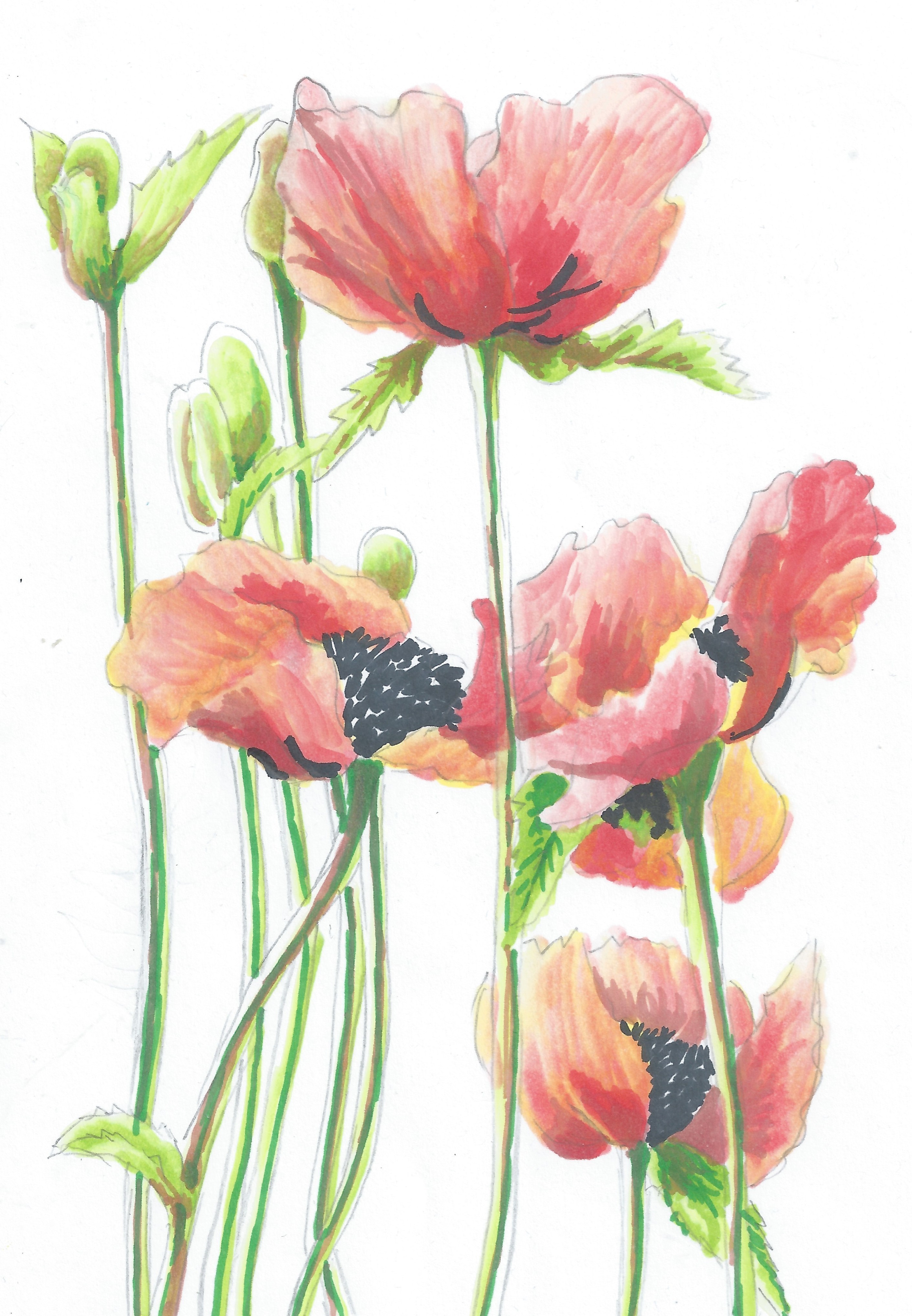 Poppies Drawing at GetDrawings Free download