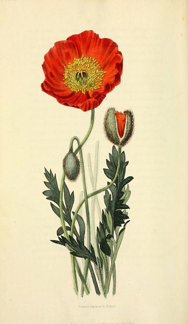 Poppy Flower Scientific Drawing at GetDrawings | Free download