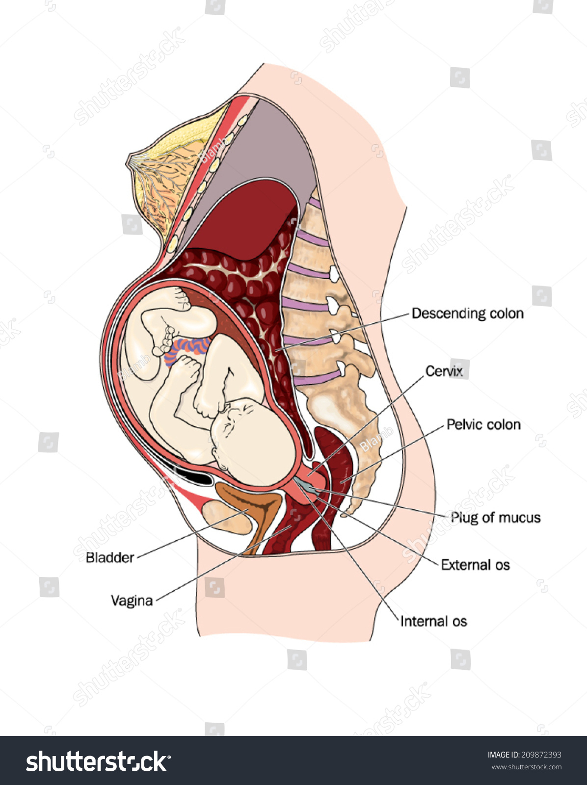 Расположение органов у беременных