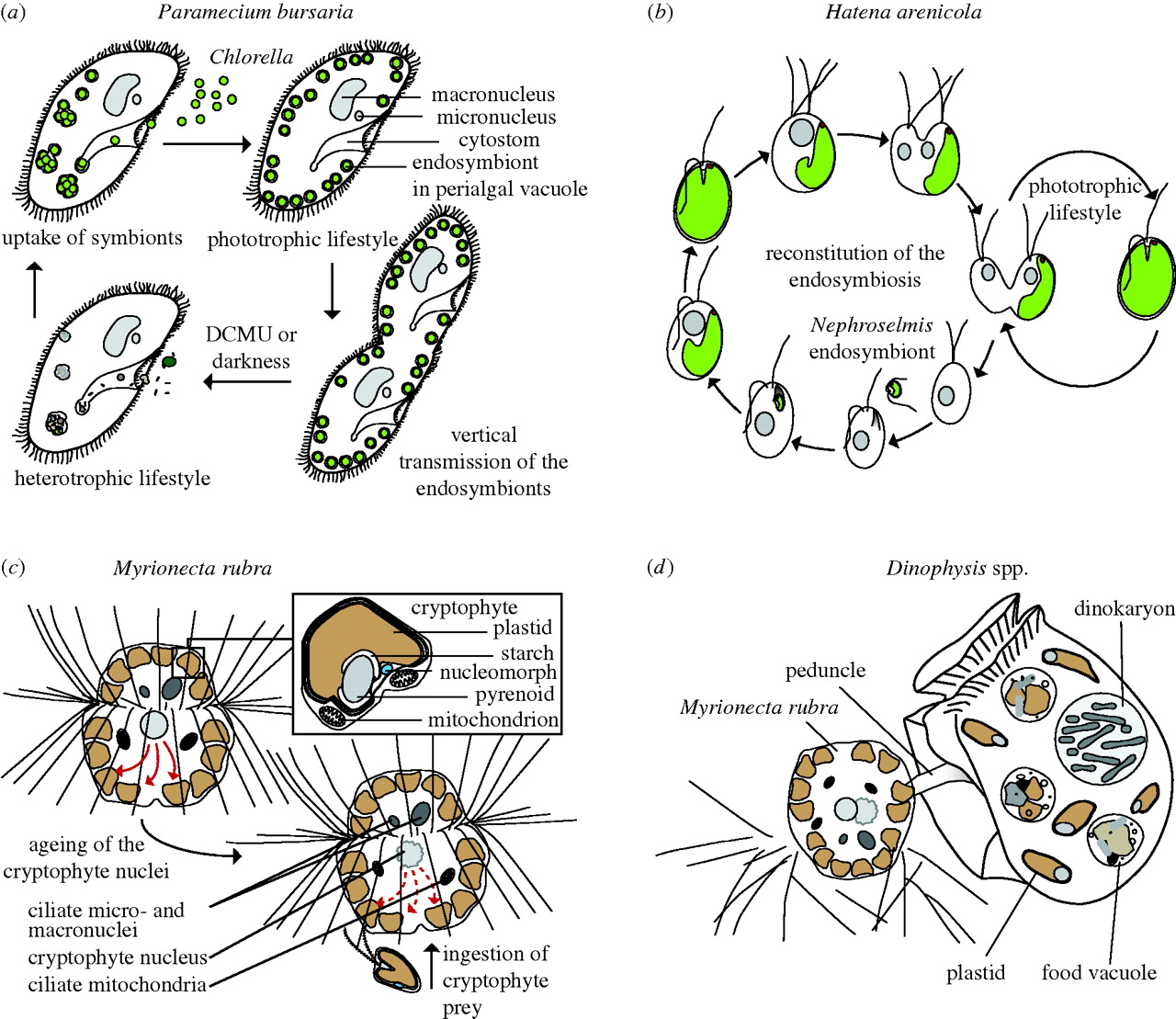 Protist Drawing at GetDrawings Free download