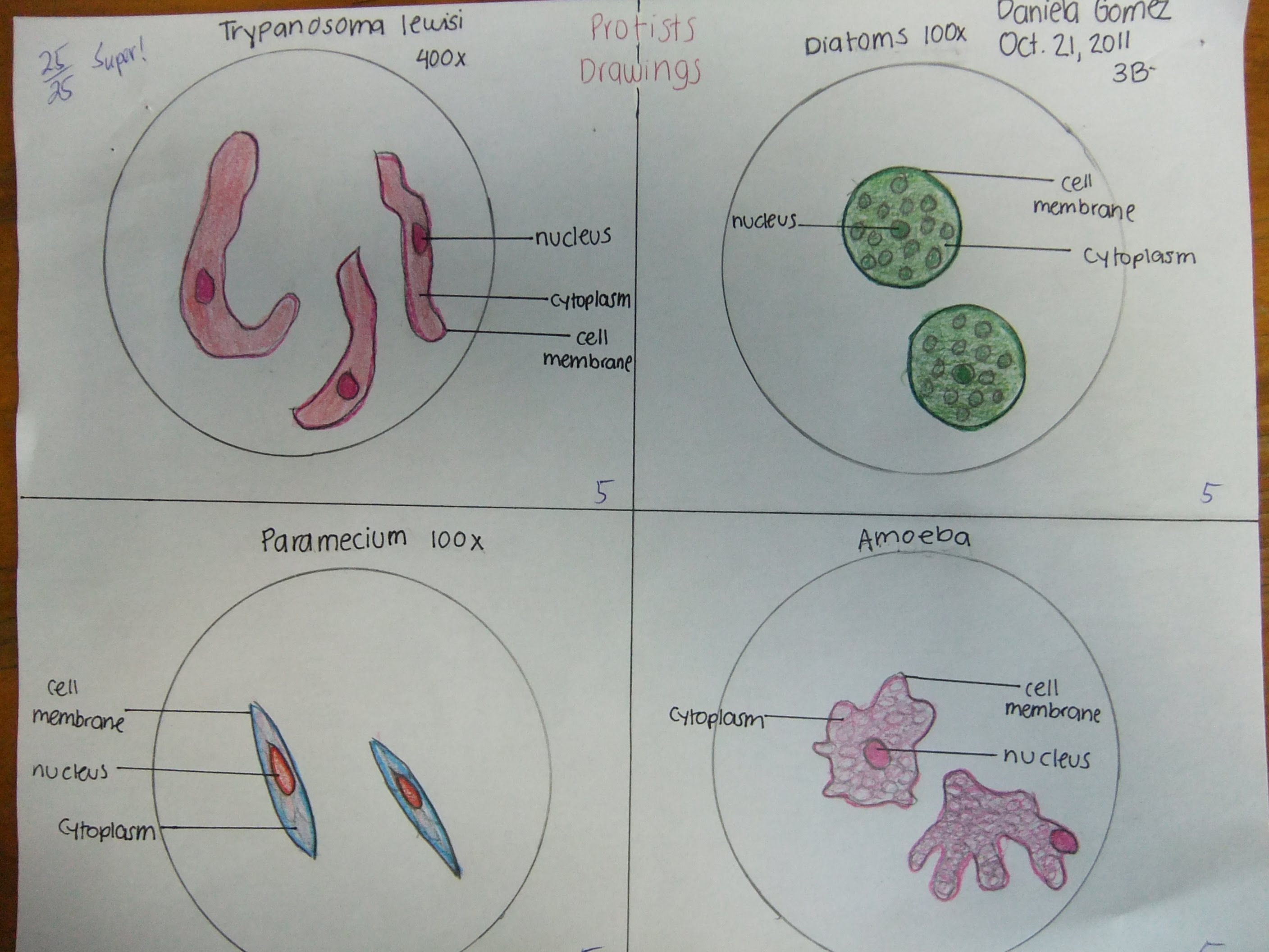 Protist Drawing at GetDrawings Free download