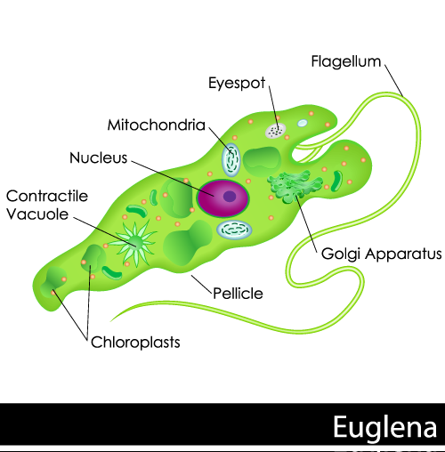 Protist Drawing at GetDrawings Free download