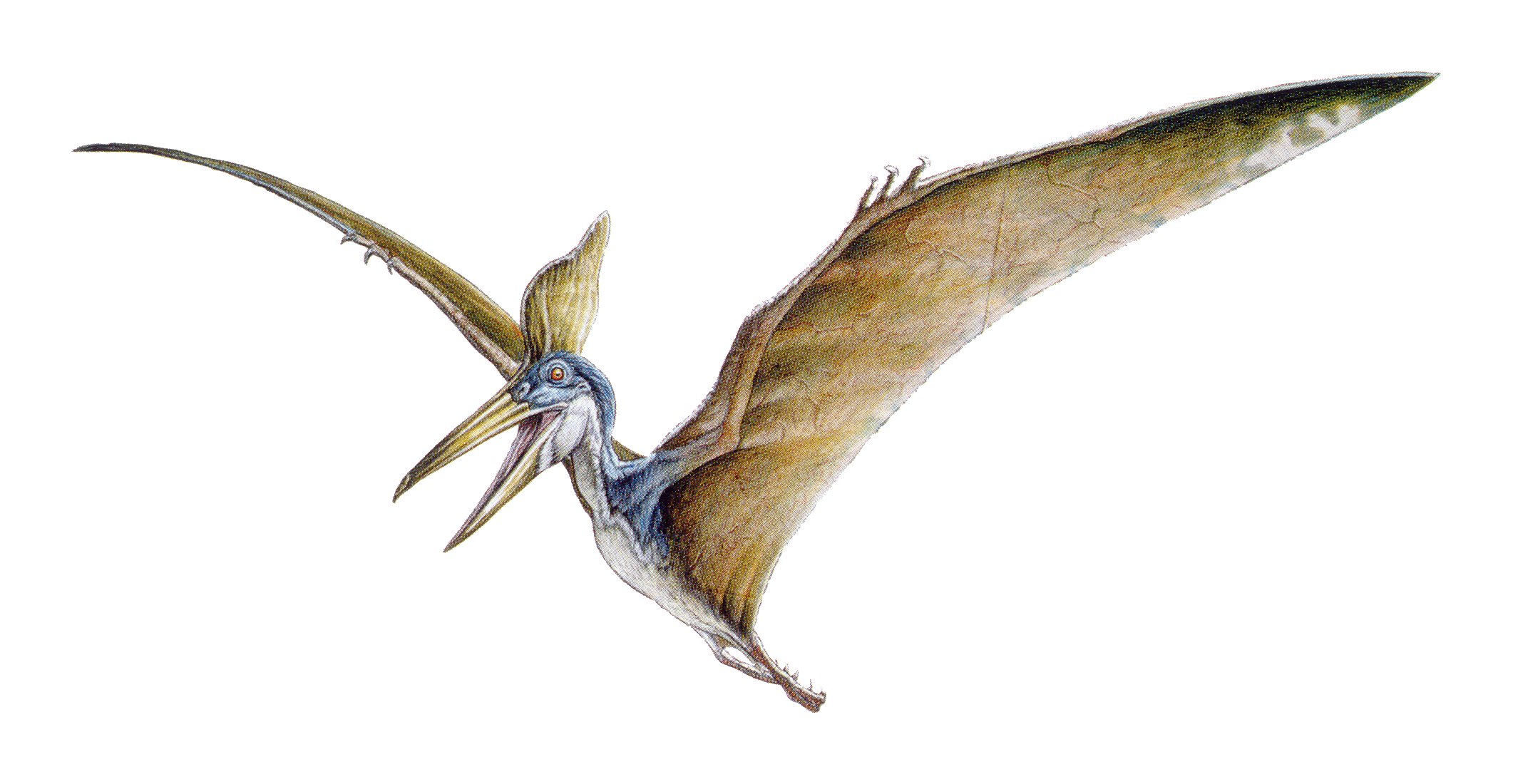 pteranodon is not a dinosaur