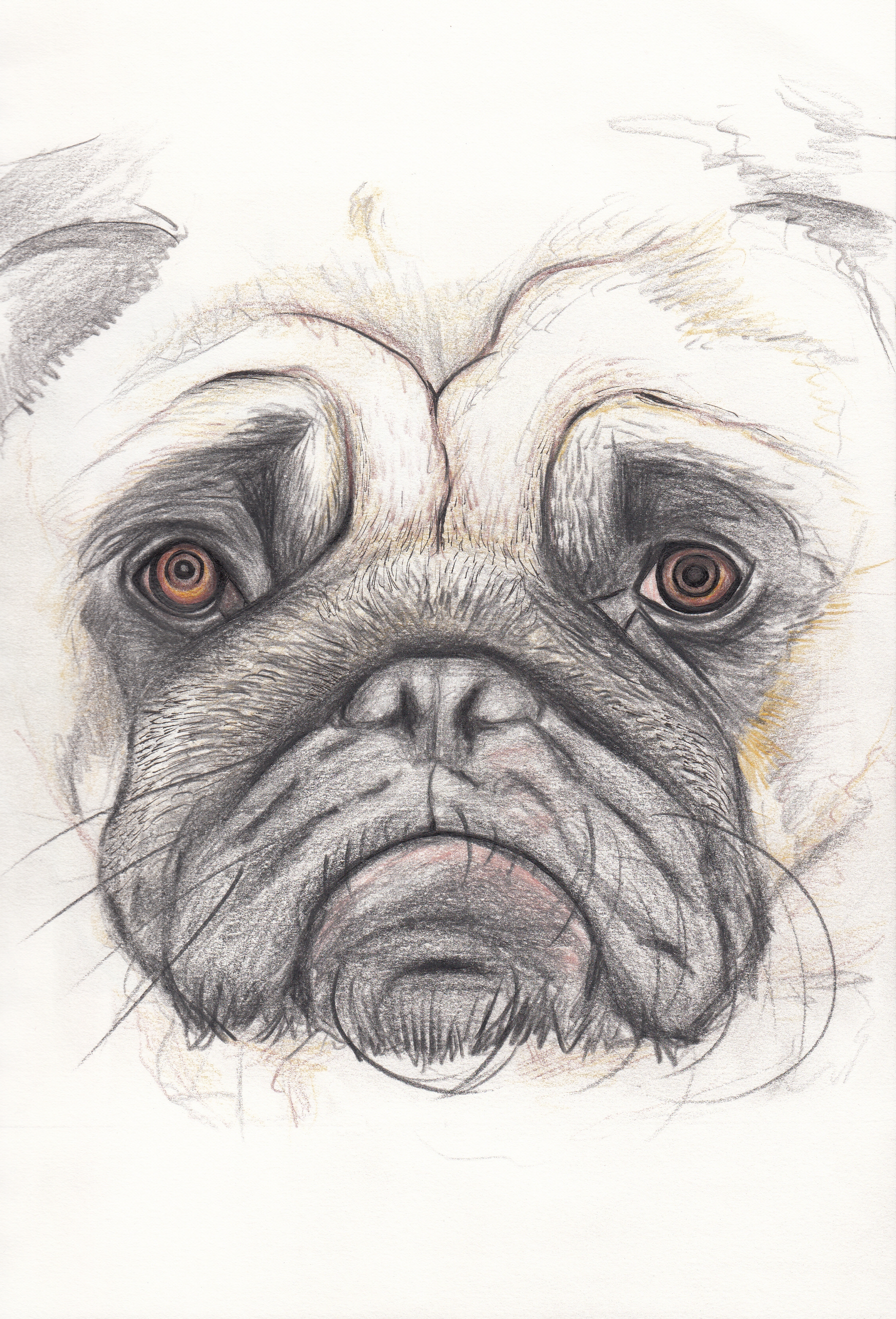 Pug Face Drawing at GetDrawings Free download