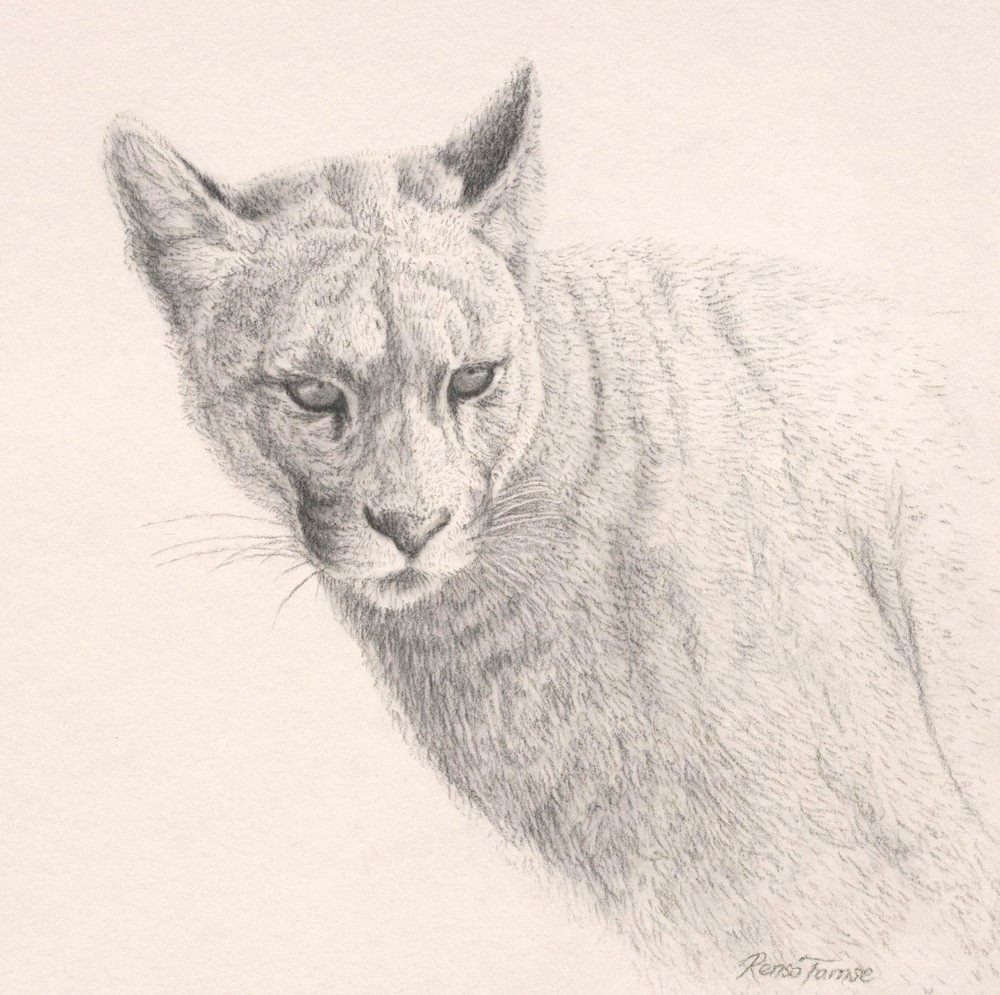 Puma Drawing at GetDrawings | Free download