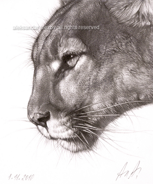 Puma Drawing at GetDrawings | Free download