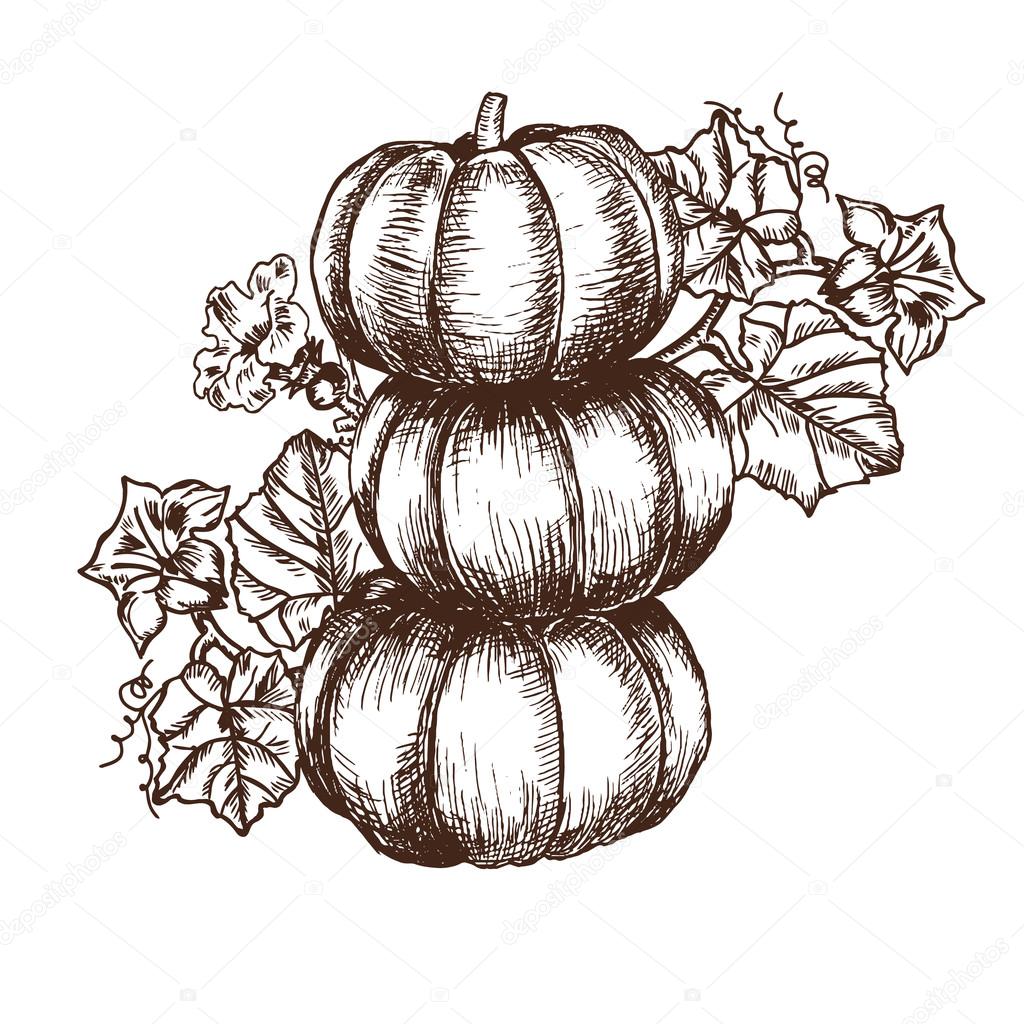 Pumpkin Leaves Drawing at GetDrawings Free download