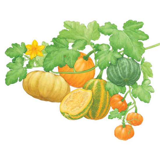 Pumpkin Vine Drawing at GetDrawings Free download