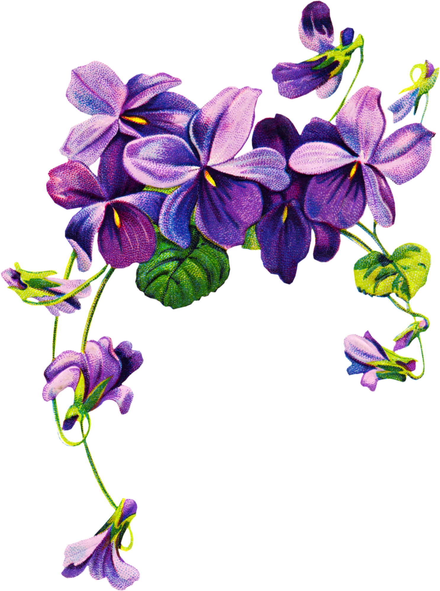Purple Flower Drawing at GetDrawings Free download