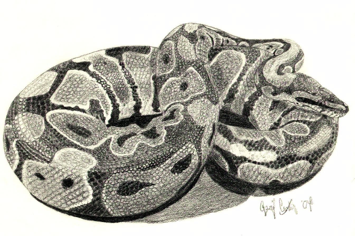 Python Snake Drawing at GetDrawings | Free download
