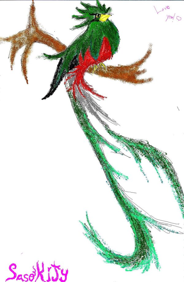 Quetzal Bird Drawing at GetDrawings Free download