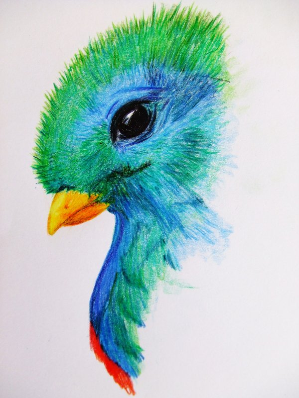 Quetzal Drawing at GetDrawings | Free download