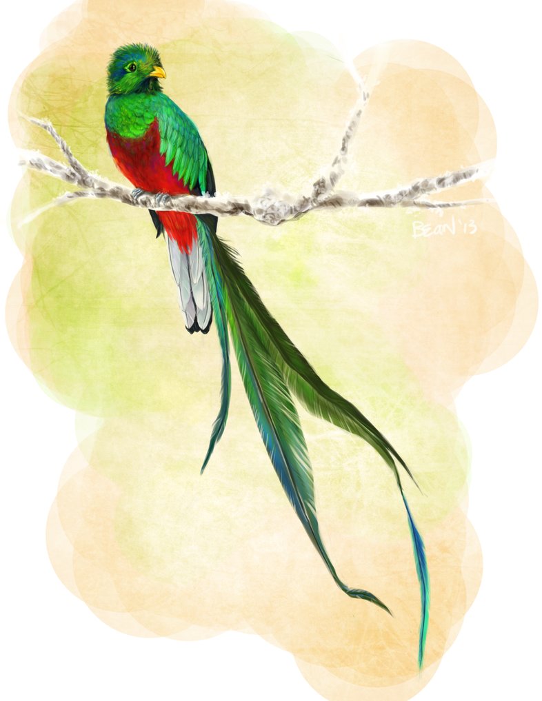 Quetzal Drawing at GetDrawings | Free download
