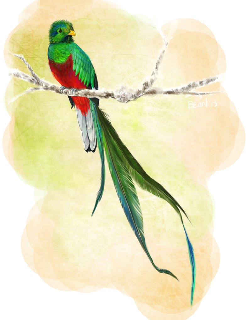 Quetzal Drawing at GetDrawings Free download