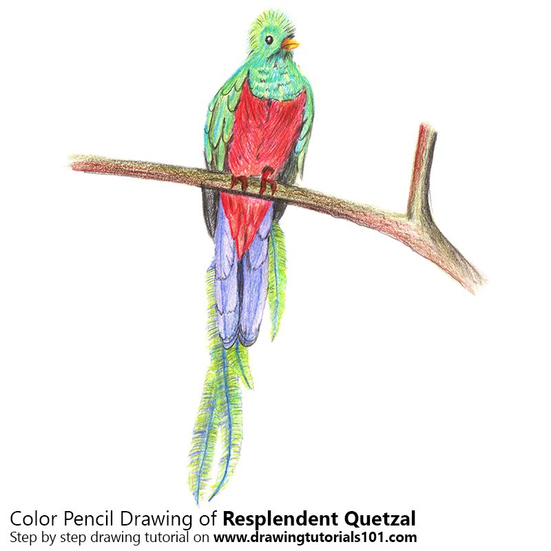 Quetzal Drawing at GetDrawings | Free download